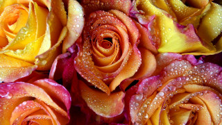 обои для рабочего стола 1920x1080 цветы, розы, лепестки, вода, капли, роса