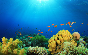      2880x1800 , , reef, , , , , fishes, ocean, underwater, coral, tropical