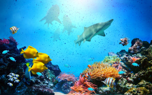     2880x1800 ,  , , , fishes, ocean, underwater, coral, reef, tropical, , , , 