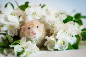животные, крысы,  мыши, крыса, мордочка, цветы