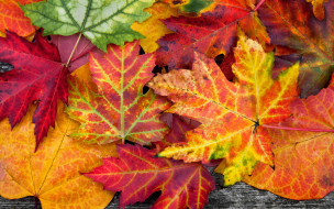      2880x1800 , , , autumn, , colorful, leaves