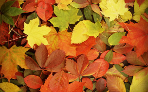      2880x1800 , , autumn, leaves, fall, 