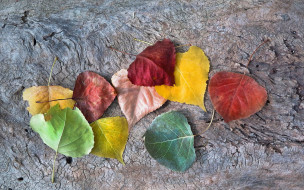 , , autumnal, colors, leaves, fall, autumn
