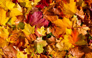      2880x1800 , , autumn, leaves, 