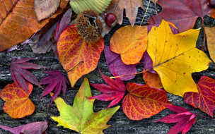      2880x1800 , , , , wood, colorful, leaves, autumn