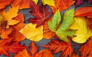      2880x1800 , , , colorful, leaves, , autumn