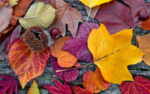      2880x1800 , , , colorful, leaves, autumn