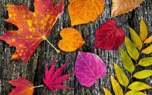 , , , , wood, colorful, leaves, autumn