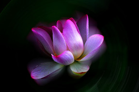 Lotus     2048x1360 lotus, , , 