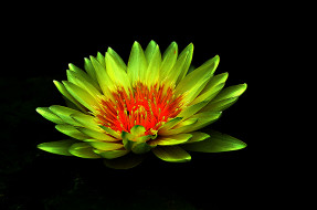 Water lily     2048x1360 water lily, ,  ,  ,  , , 