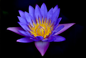 Water lily     2048x1380 water lily, ,  ,  ,  , , 