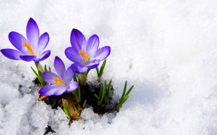      2880x1800 , , , , , , , , rocus, violet, primrose, snow, spring, flowers, macro