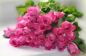 цветы, розы, бутоны, розовые, листья, фон, букет