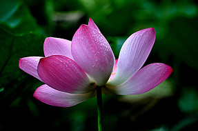 Lotus     2048x1360 lotus, ,  ,  ,  , 