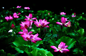 Lotus     2048x1360 lotus, ,  ,  ,  , 