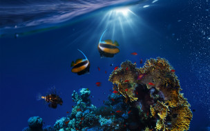      1920x1200 , , tropical, fishes, ocean, underwater, reef, coral