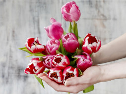      3000x2248 , , flowers, spring, tulips, 