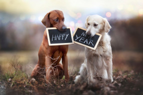      2048x1365 , , , happy, new, year