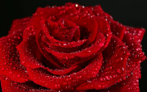      2880x1800 , , , , , , , rose, red