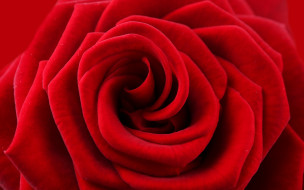      2880x1800 , , , , , , rose, red, flower