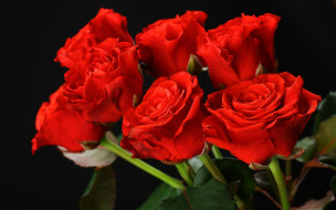      2880x1800 , , , red, flowers, , roses