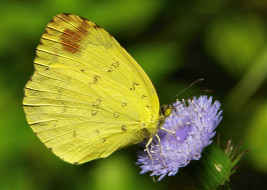 животные, бабочки,  мотыльки,  моли, крылья, itchydogimages, жёлтая, насекомое, макро, цветок, бабочка, усики