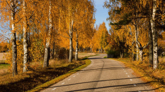      2048x1152 , , nature, forest, park, trees, leaves, colorful, road, path, autumn, fall, colors, walk, , , , , , 