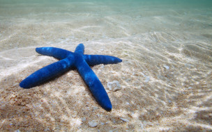 ,  , , , starfish, ocean, underwater, sand