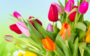      2560x1600 , , orange, yellow, tulips, , , , petals, , , , pink, red, , beauty, flowers, varicoloured, bright