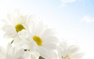      2560x1600 , , tenderness, , beauty, flowers, sky, spring, white, camomile, , , , 