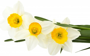      2560x1600 , , pussy-willow, bouquet, leaves, , , , white, flowers, tender, spirit, narcissus, beauty, , , , , , , freshness, sprigs, spring