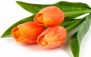      2880x1800 , , , , orange, fire, bouquet, bright, flowers, tulips, , , , , , beauty, petals