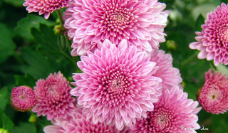      1920x1122 , , , , flowers, , , chrysanthemum, , petals, leaves, autumn, beauty, pink