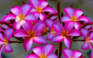 , , plumeria, , , , 