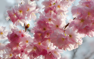      1920x1200 , ,  , , , , , , beauty, , , , sky, petals, white, tender, blossoms, pink, sakura, cherry, flowers, spring, , , , , , 