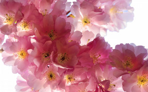      1920x1200 , ,  , sakura, cherry, flowers, spring