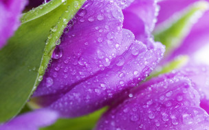      1920x1200 , , , , , , , beauty, violet, flowers, tulips