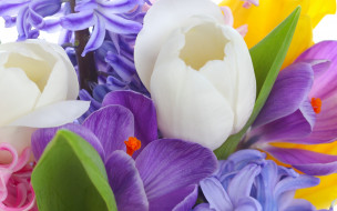      2560x1600 ,  , tulips, violet, white, bouquet, bright, flowers, crocus, , , , , , , , , beauty, petals, 