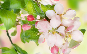      2560x1600 ,   ,  , flowers, spring, blossoms, apple, tree, , beauty, leaves, , , , , , , petals, pink, white, tender, , , 