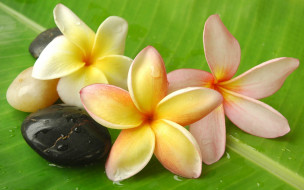 , , white, flowers, frangipani, plumeria, stones, leaf, drops, dew, water, , , , , , , 