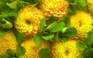      2880x1800 , , beauty, autumn, leaves, gold, petals, , , , yellow, flowers, chrysanthemum, , , 