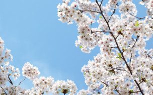      1920x1200 ,   ,  , blossoms, sakura, cherry, flowers, spring, leaves, petals, white, tender, , , , beauty, , , , , , 