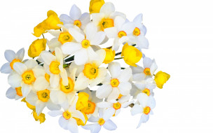      2880x1800 , , tender, spirit, narcissus, beauty, freshness, spring, bouquet, yellow, , , , , , white, flowers, , , , 