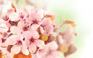     2560x1600 ,   ,  , spring, apple, tree, flowers, tender, blossoms, leaves, petals, pink, white, , , beauty, , , , , , , 