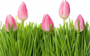      2560x1600 , , flowers, tulips, beauty, pink, , , drops, water, , , 