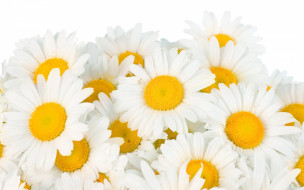 , , white, camomile, beauty, , , freshness, spring, flowers