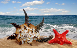      2880x1800 , ,  ,    spa-, , , , , , sea, sand, starfish, seashell