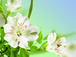      4000x3000 , , , beauty, , , freshness, spring, green, stems, leaves, white, flowers, , , , 