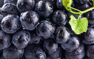      1920x1200 , , blue, leaves, , , , , grapes, berry, black