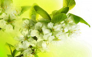      2560x1600 ,   ,  , flowers, spring, petals, white, blossoms, apple, tree, , , beauty, , , , , , , 